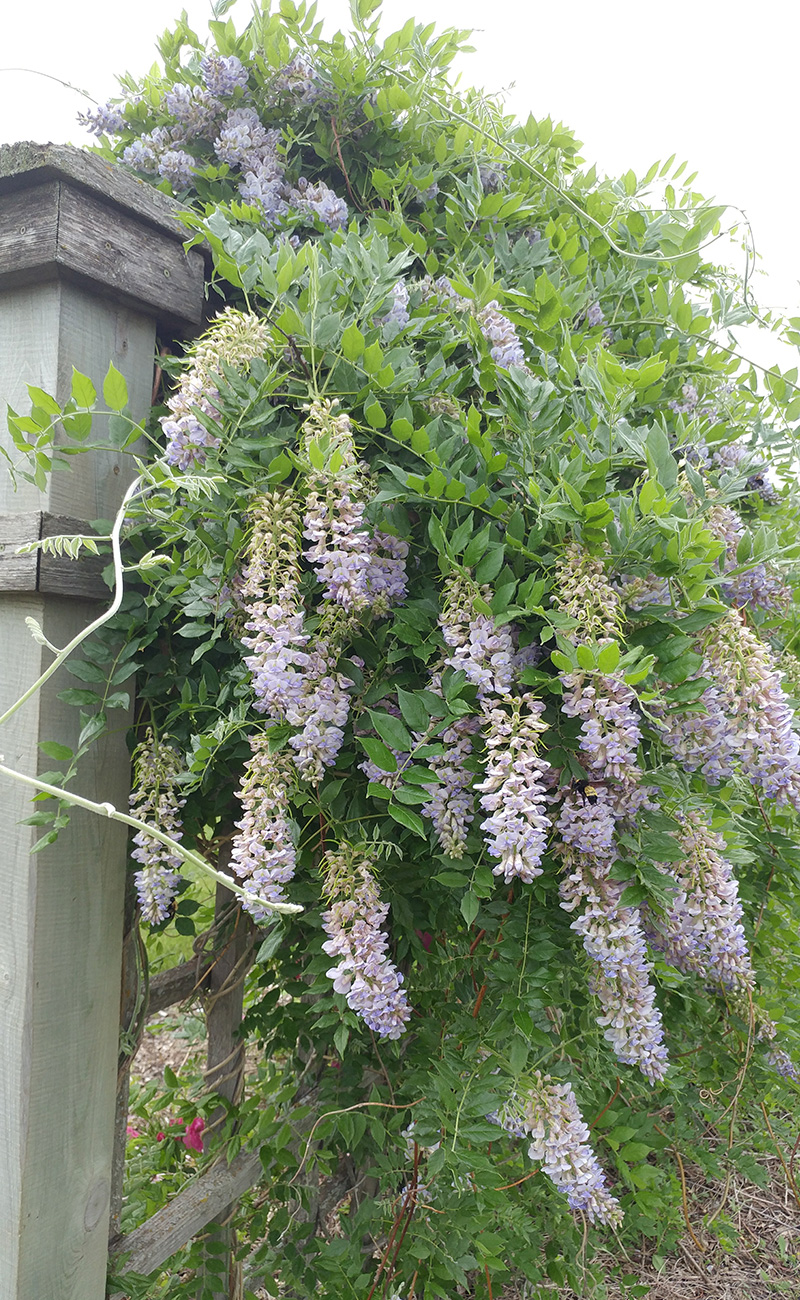 Summer Cascade wisteria