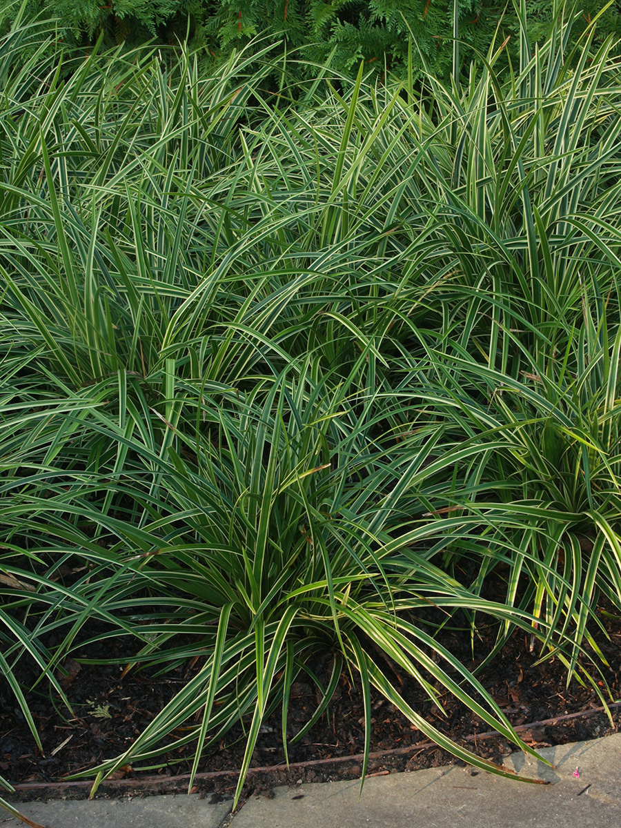 ‘Ice Dance’ sedge