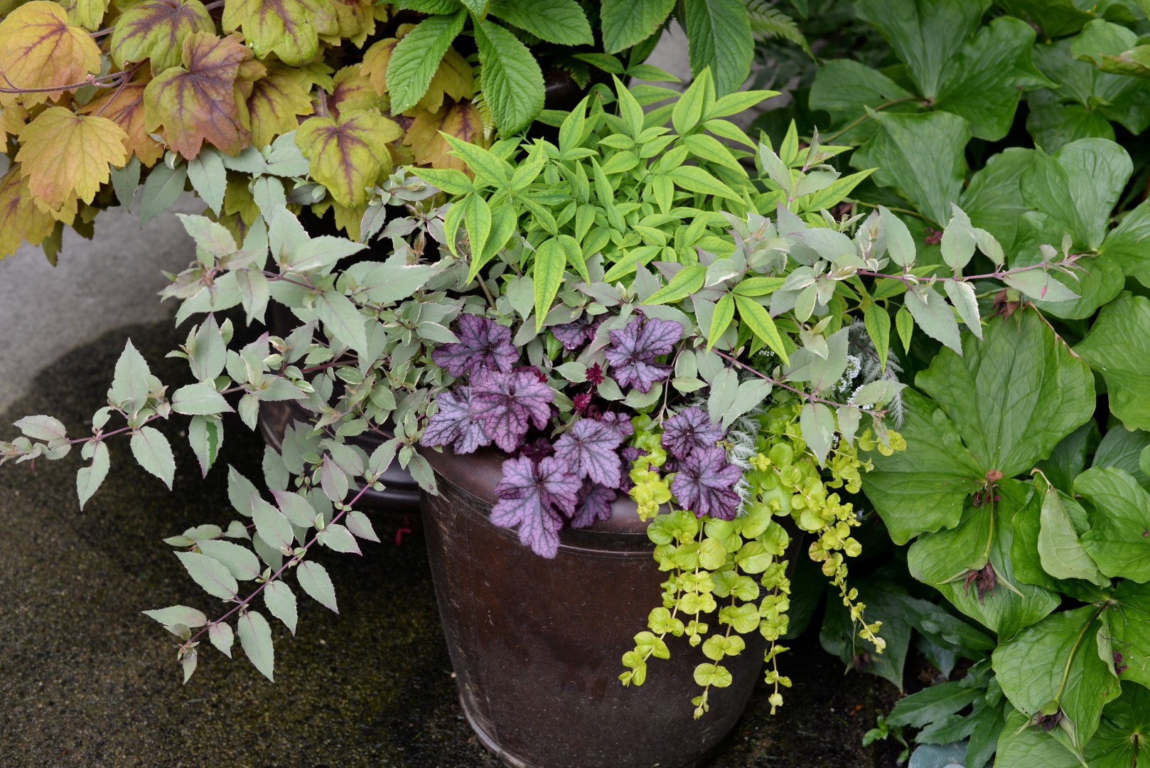 fuchsia versicolor in a container