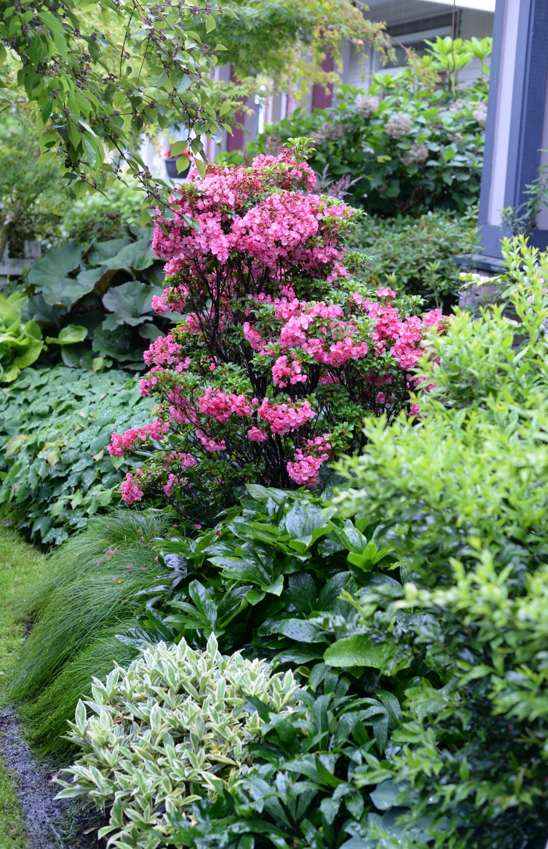 mountain laurel