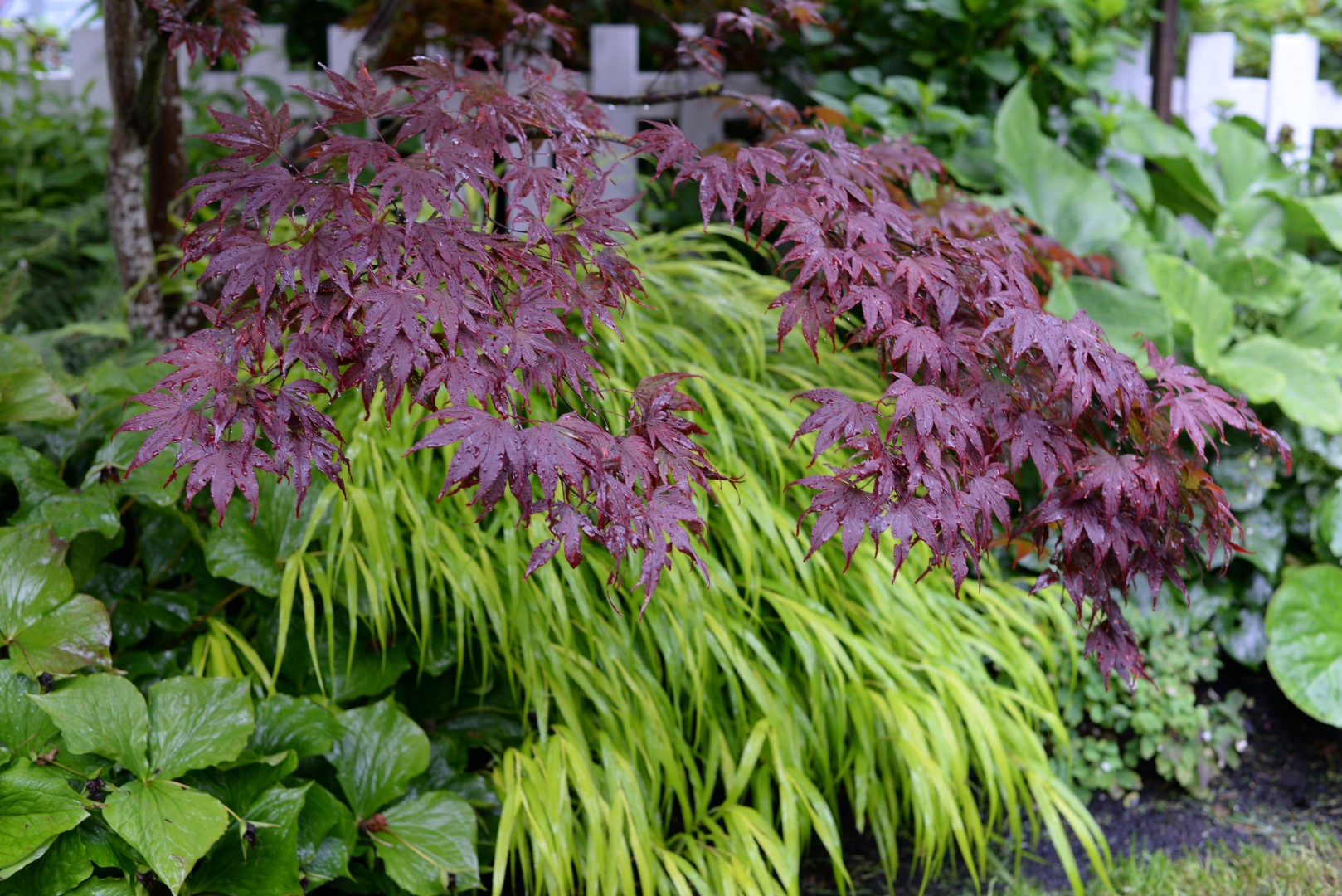 Dark Japanese maple