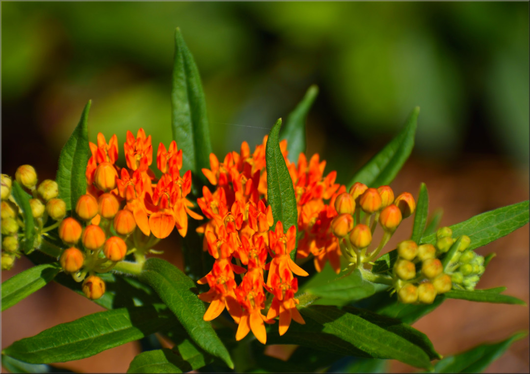 Butterfly milkweed