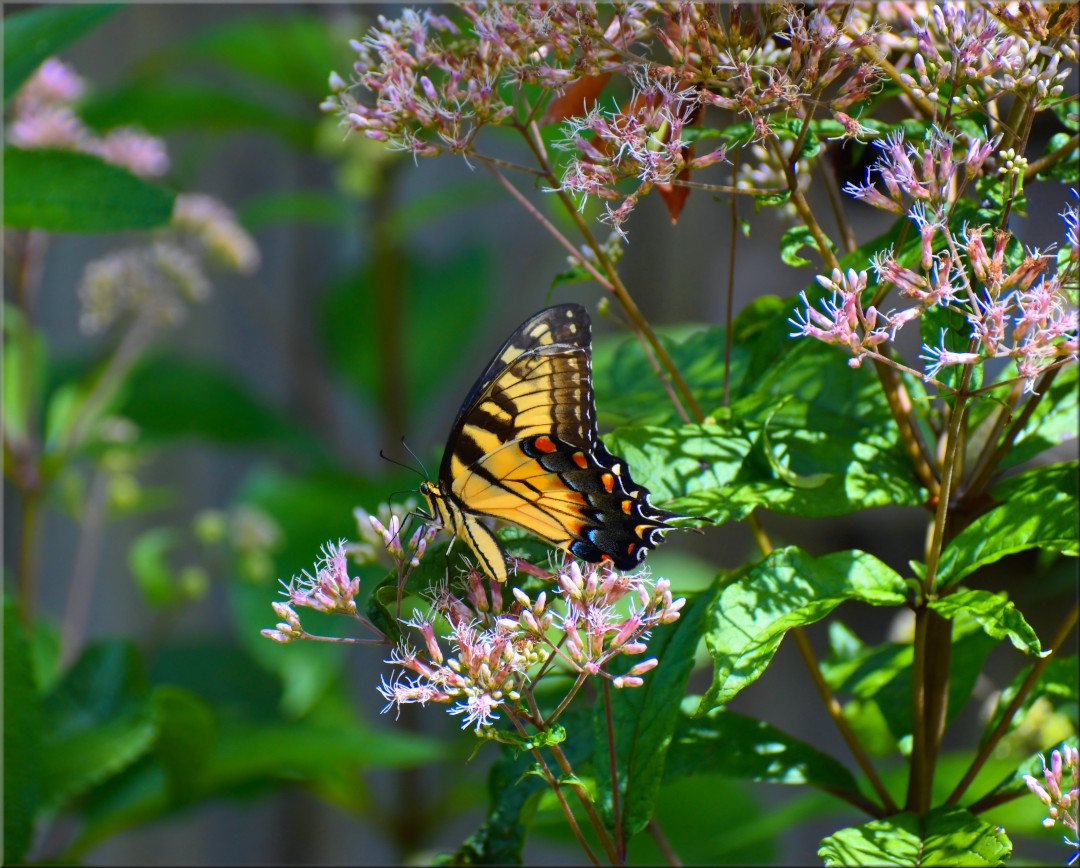 Eastern tiger swallowtail buttefly