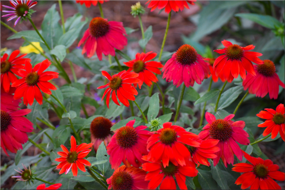 Salsa red coneflower