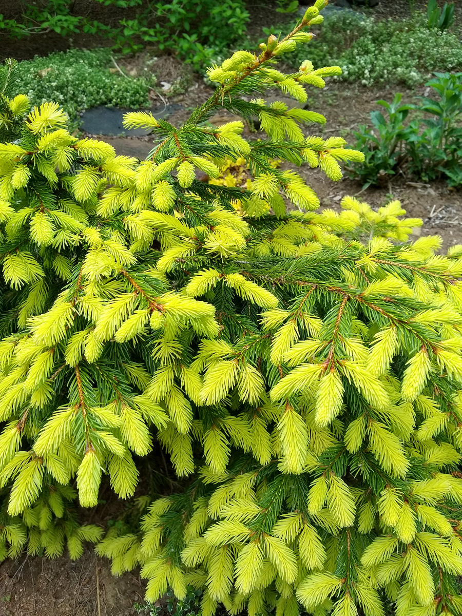 Perry's Gold Norway spruce