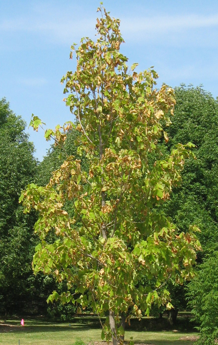 water stress on tree