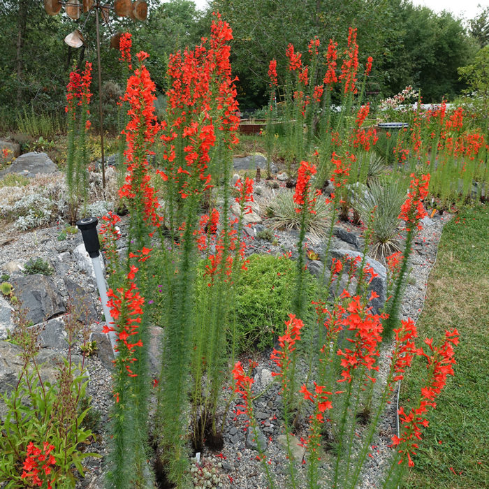 standing cypress