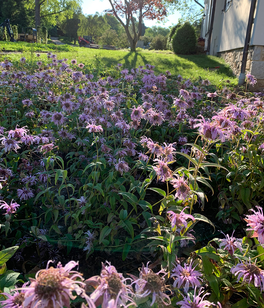 Eastern beebalm