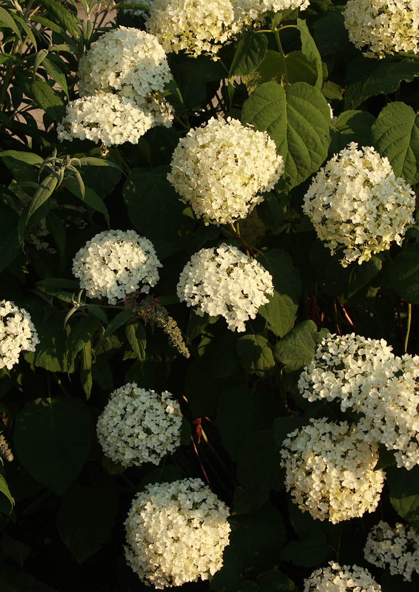 ‘Annabelle’ smooth hydrangea