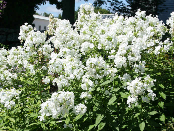 ‘David’ phlox