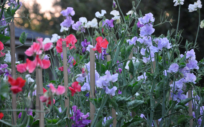 Sweet peas