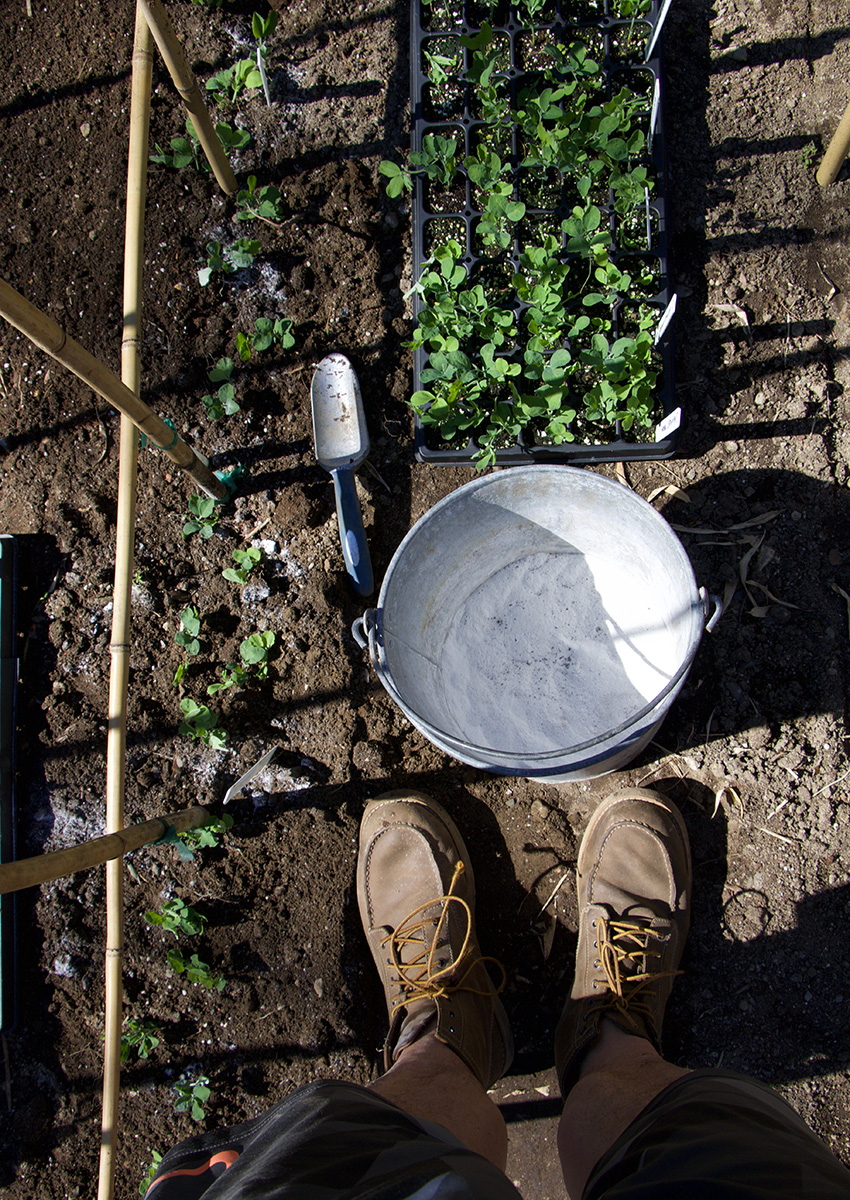 planting sweet peas