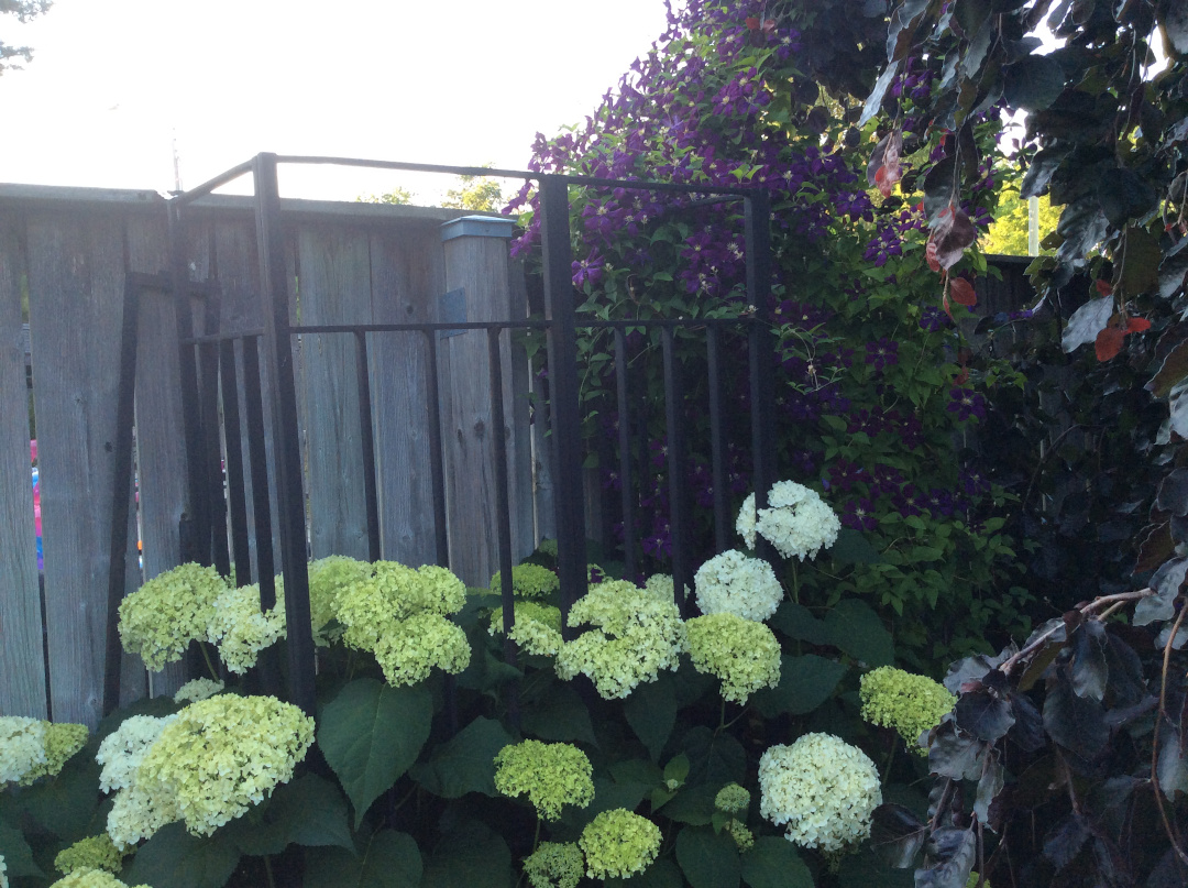 smooth hydrangea