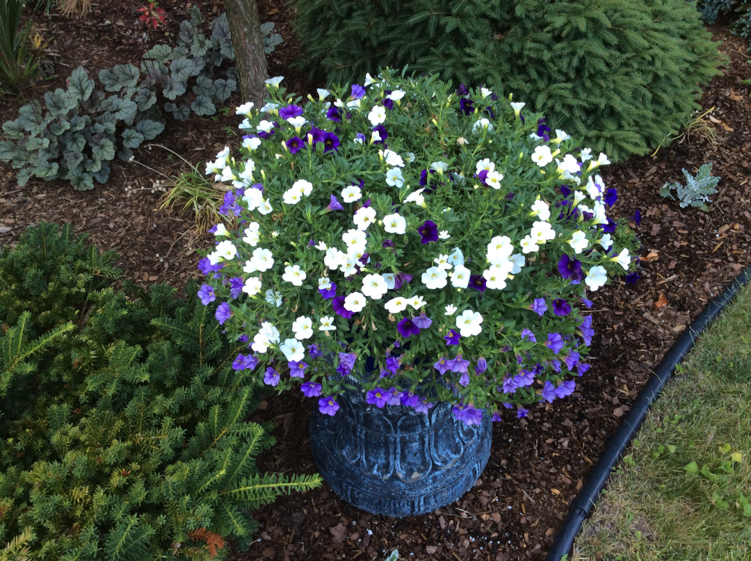 Calibrachoa