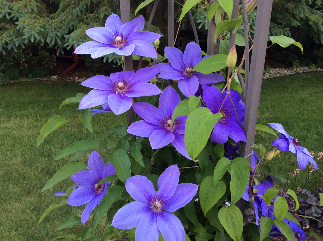 purple clematis