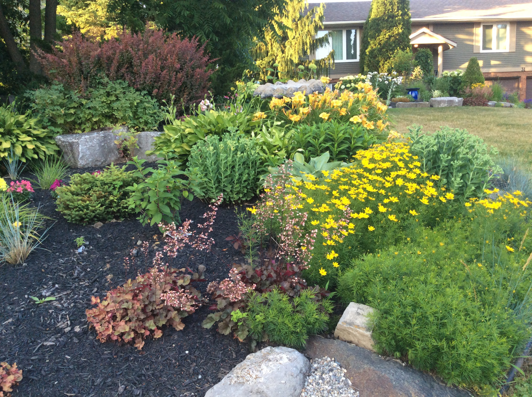 threadleaf coreopsis