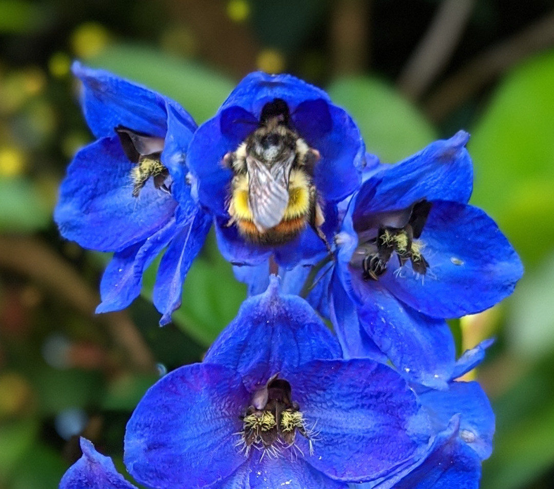 delphinium