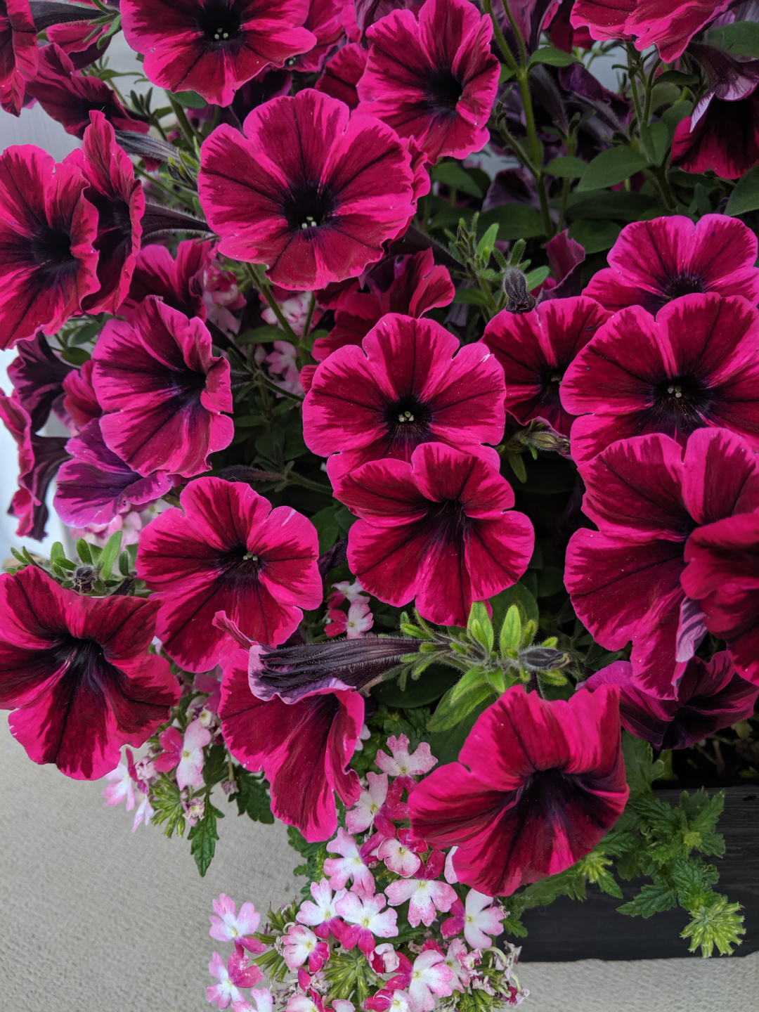 patterned petunia