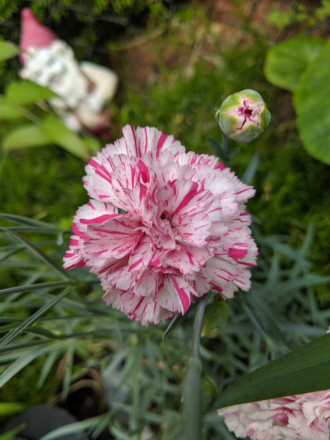 pink and white dianthus