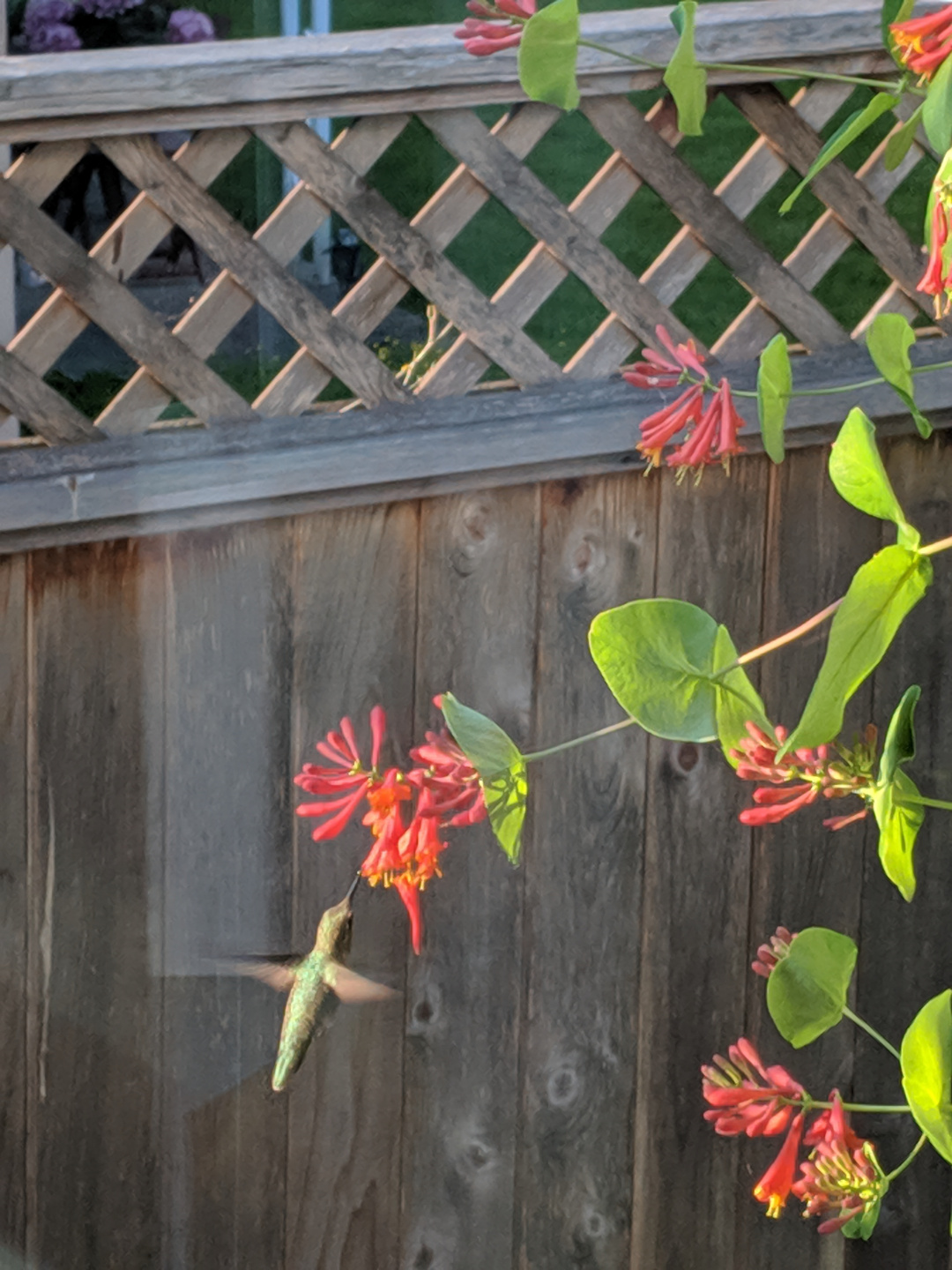 humming bird with honeysuckle