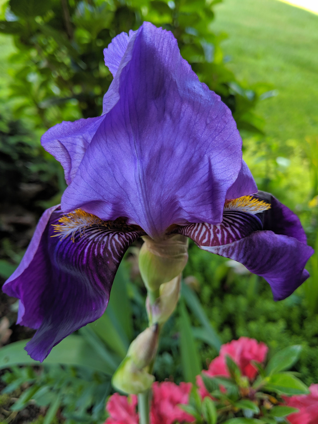 old-fashioned bearded iris