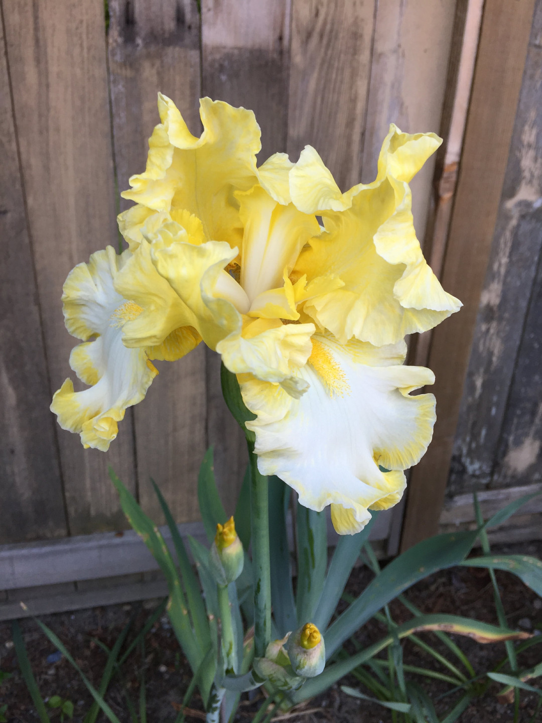 newer bearded iris hybrid