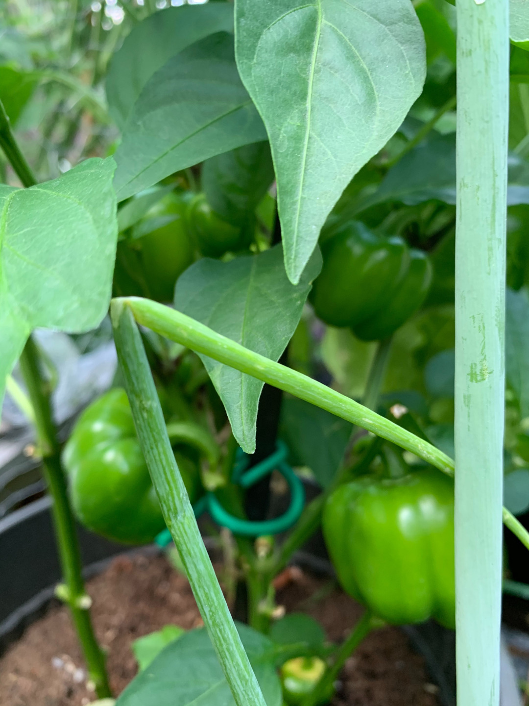 bell pepper plant