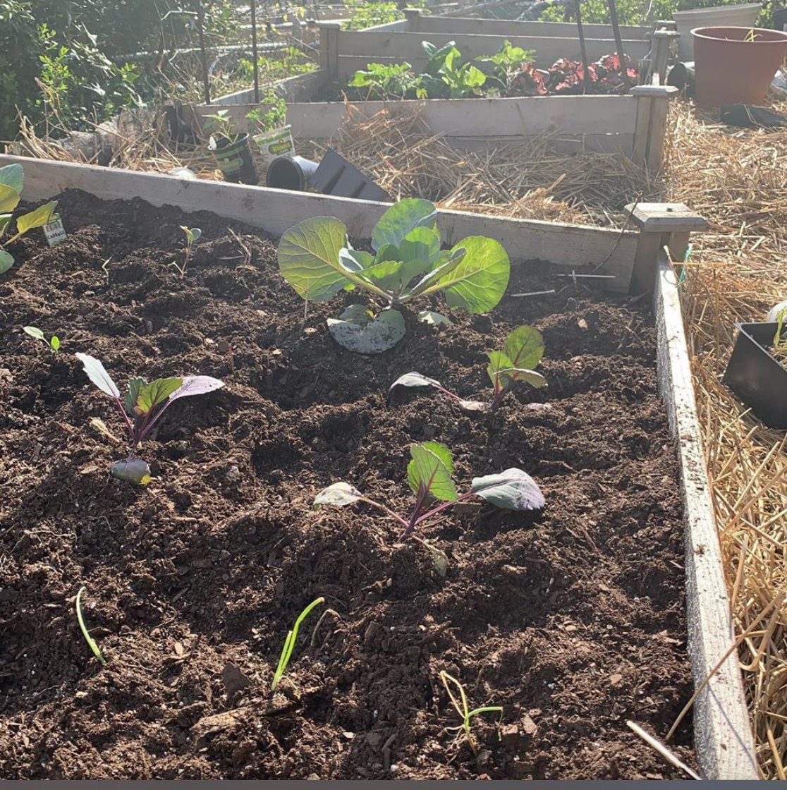 growing cabbages