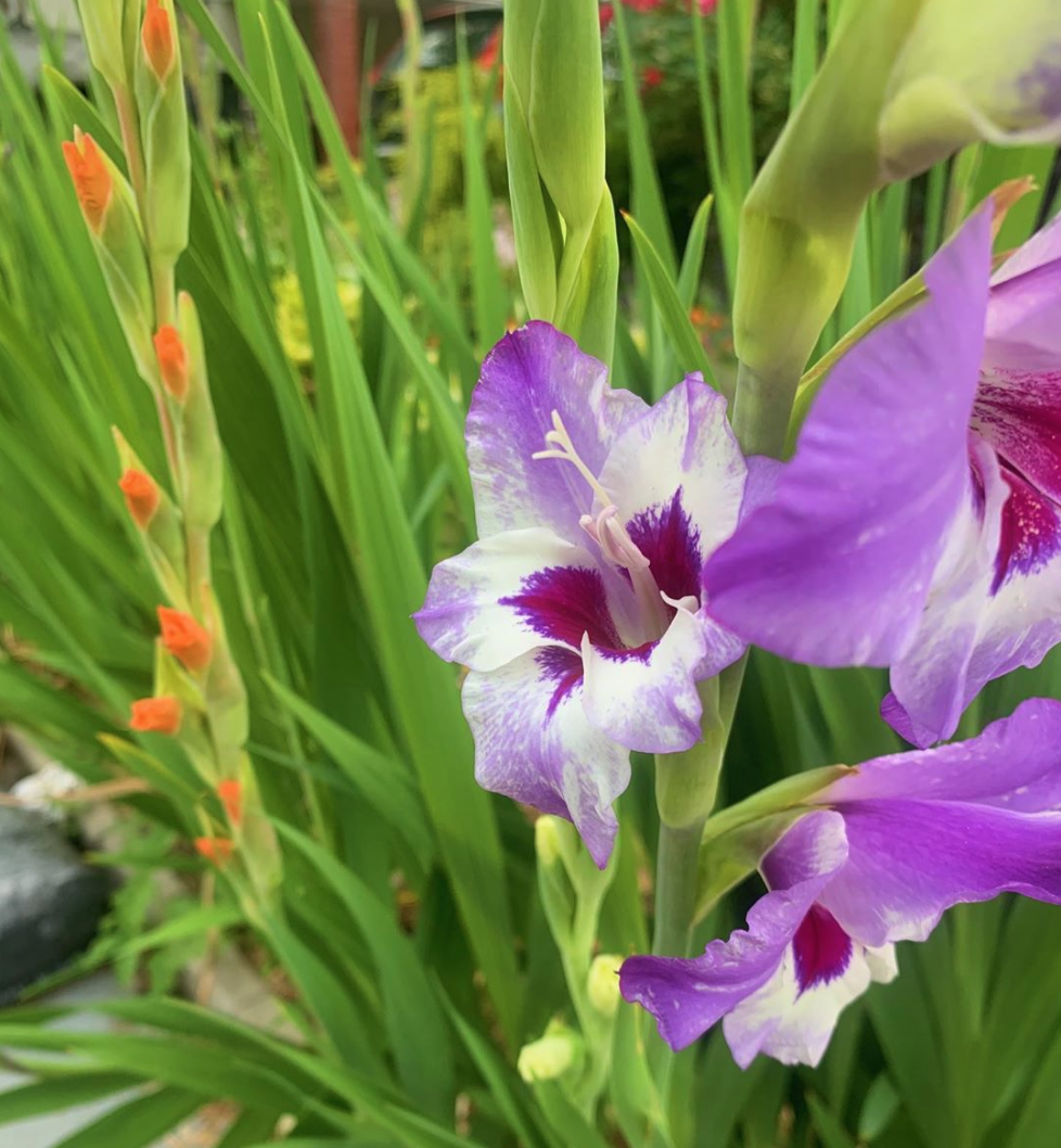 Gladiolus