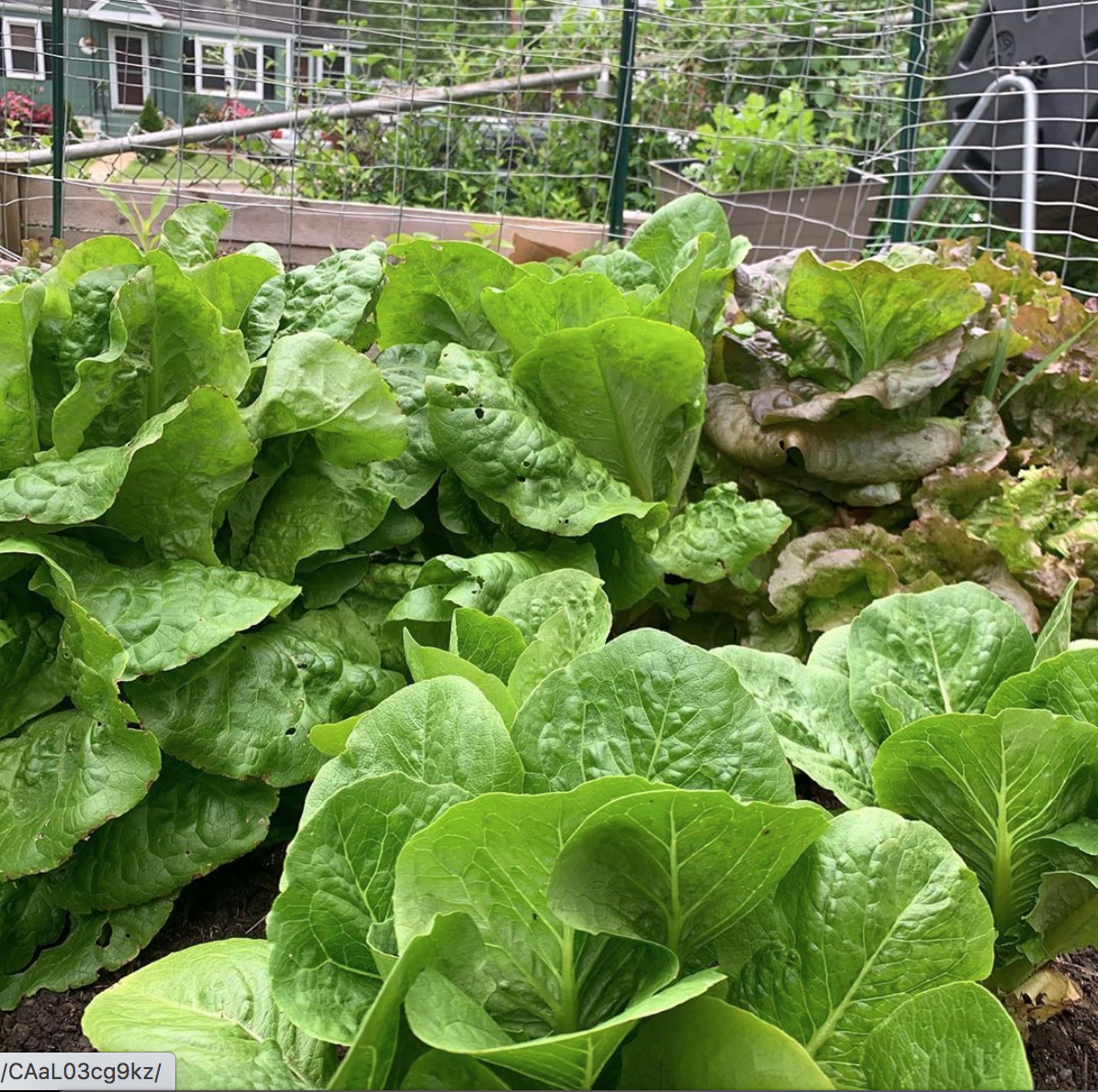 crop of lettuce