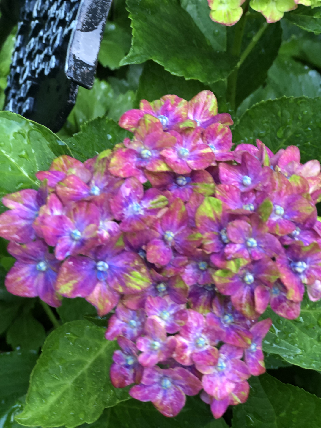 Hydrangea macrophylla ‘Howack’