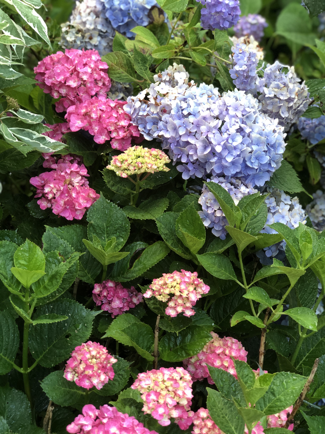 Pink and blue big leaf hydrangeas