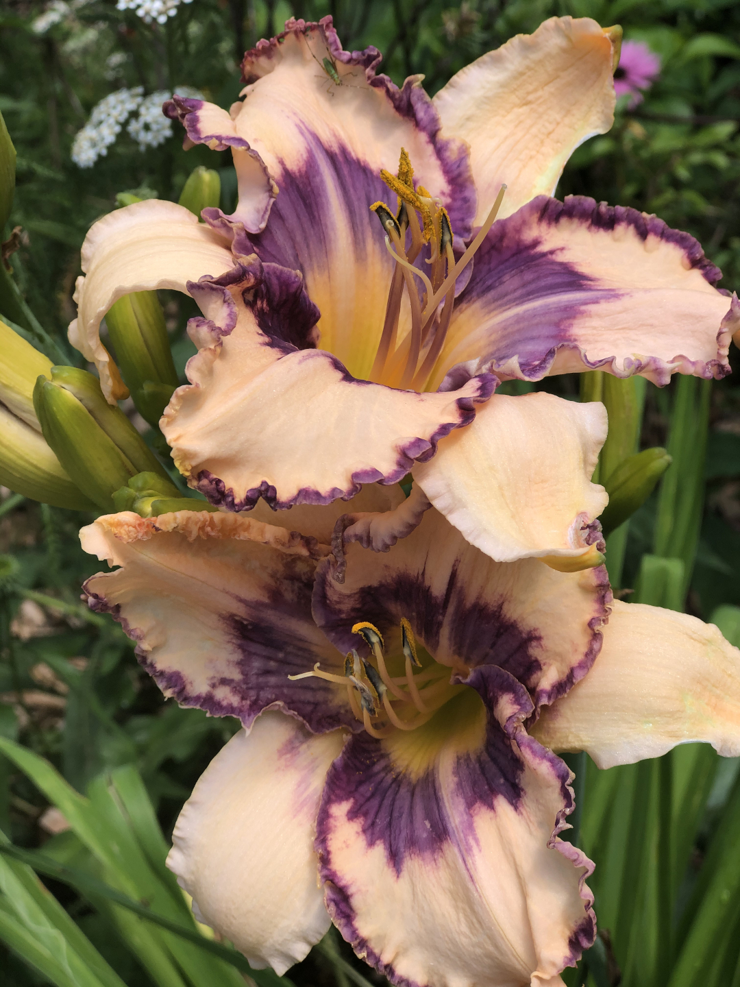 Hemerocallis hybrid