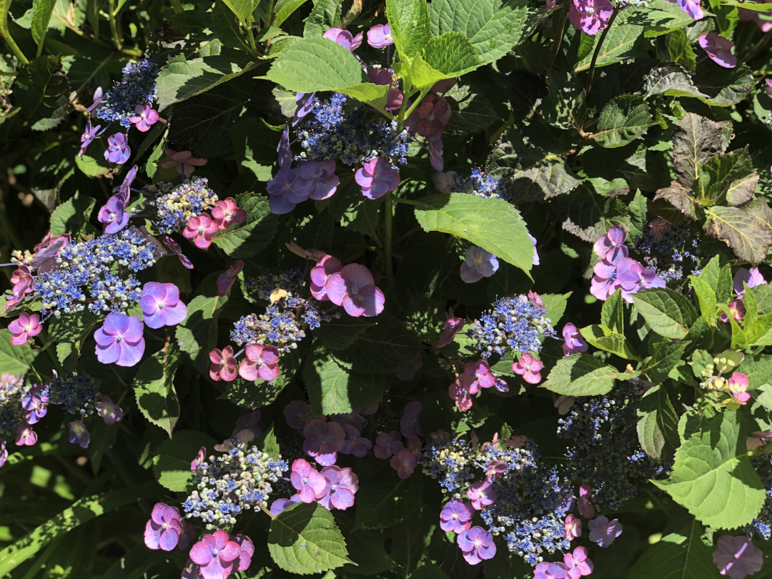 lace cap hydrangea