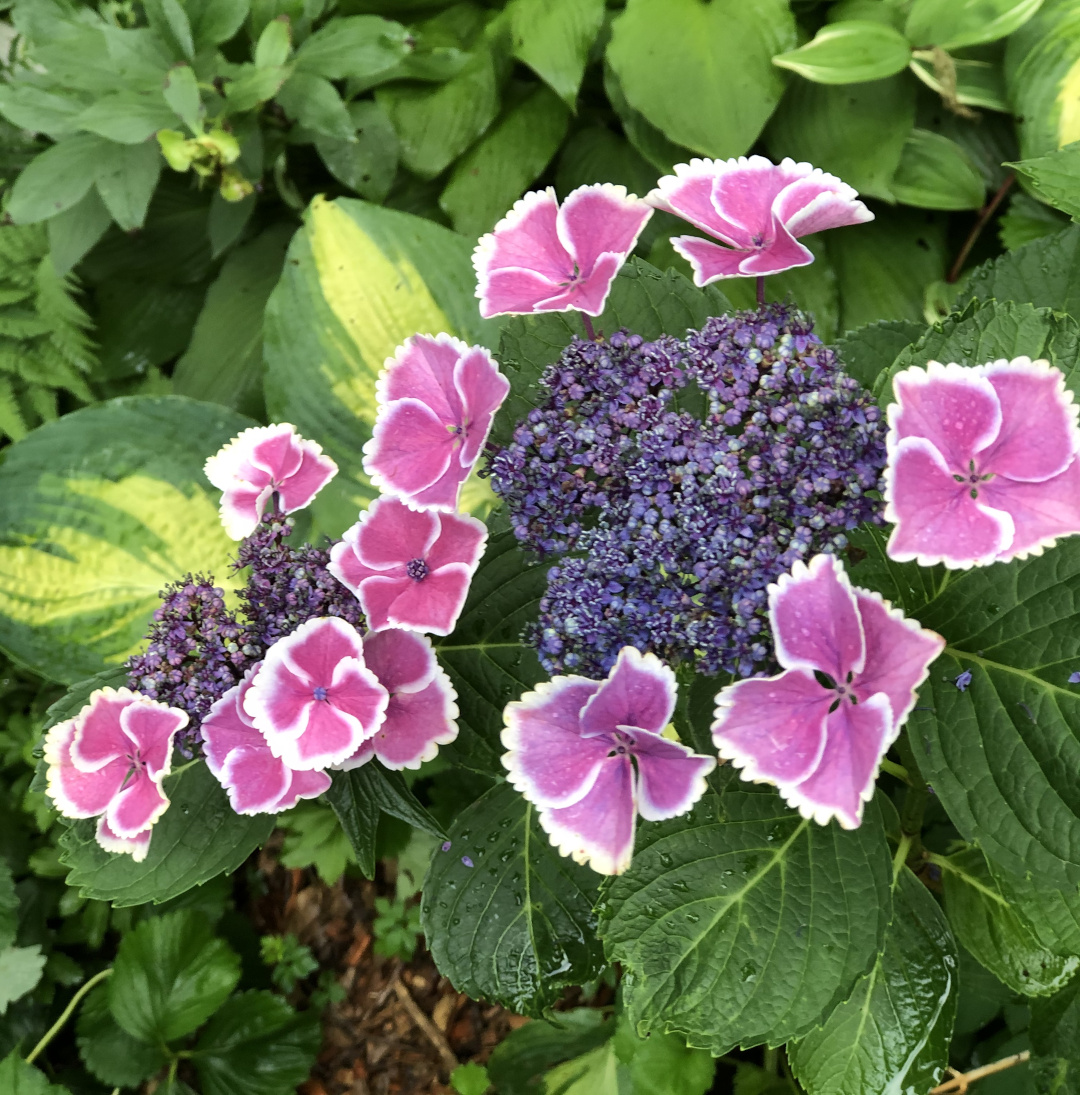 picotee pattern hydrangea