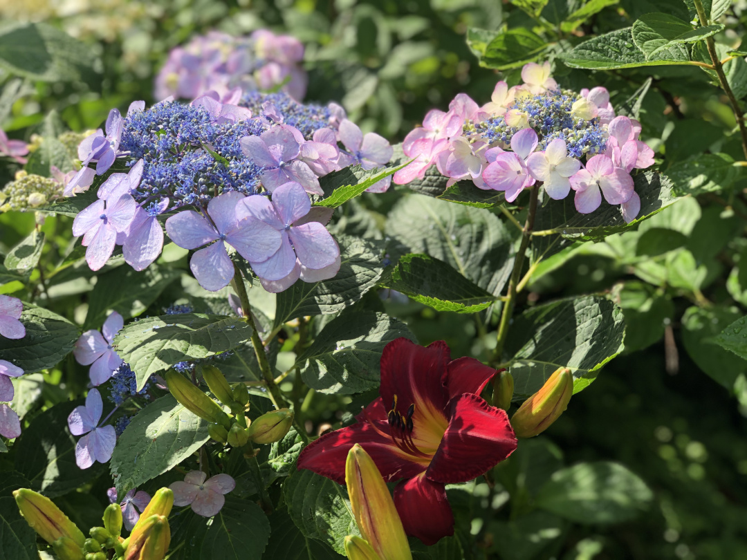 lavender lacecap hydrangea