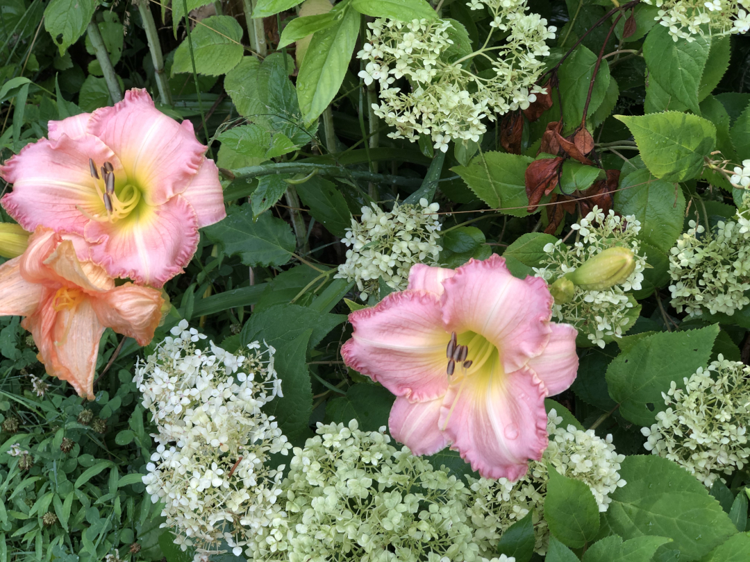 Soft pink daylilies