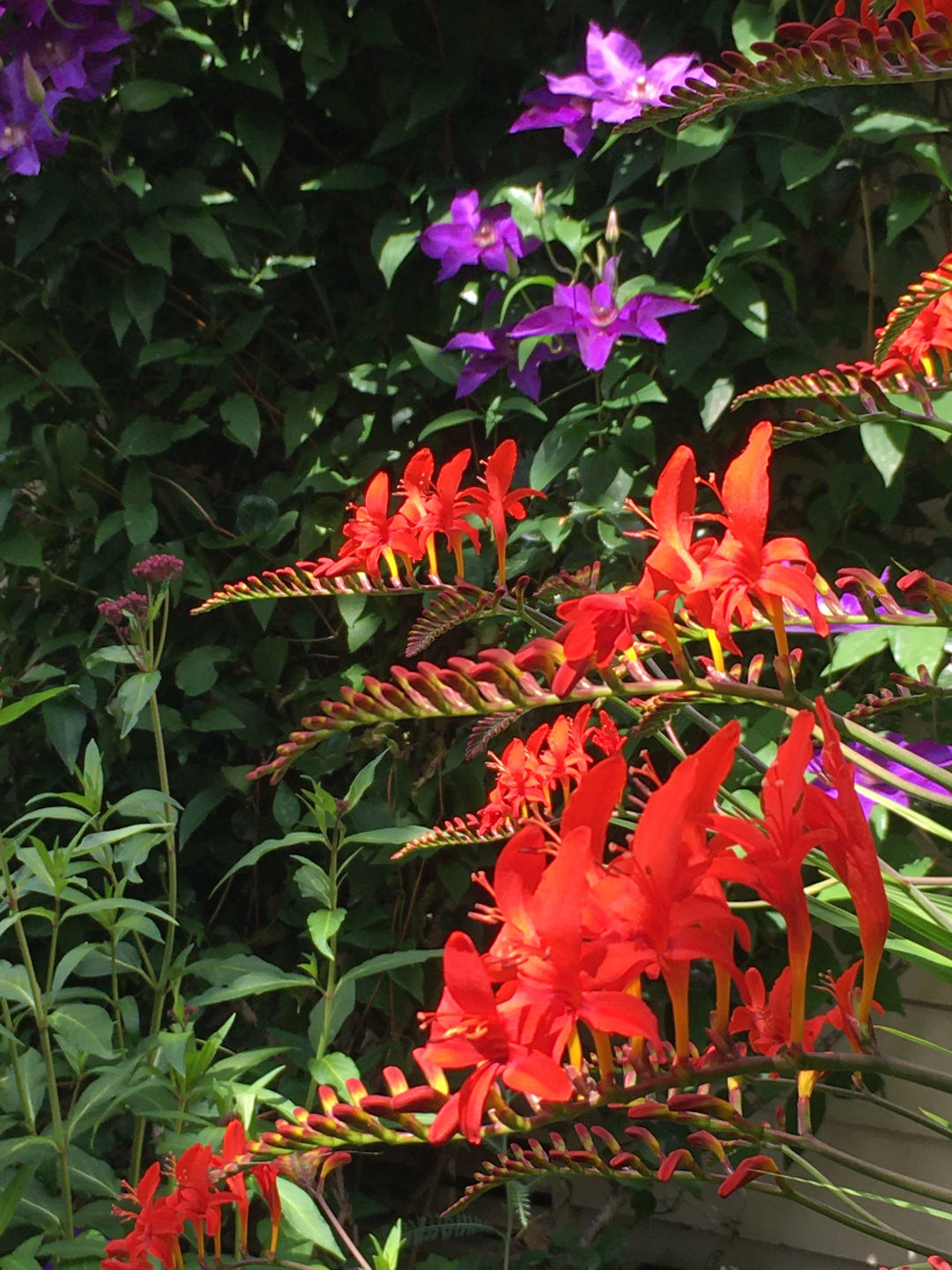 Crocosmia