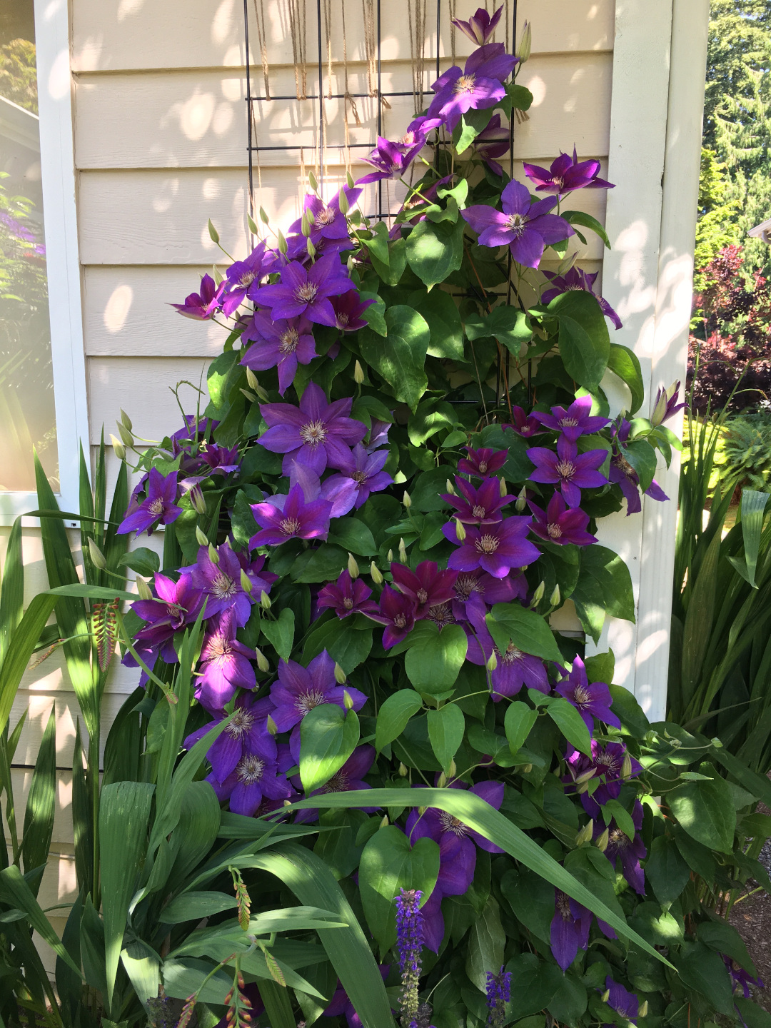 purple clematis