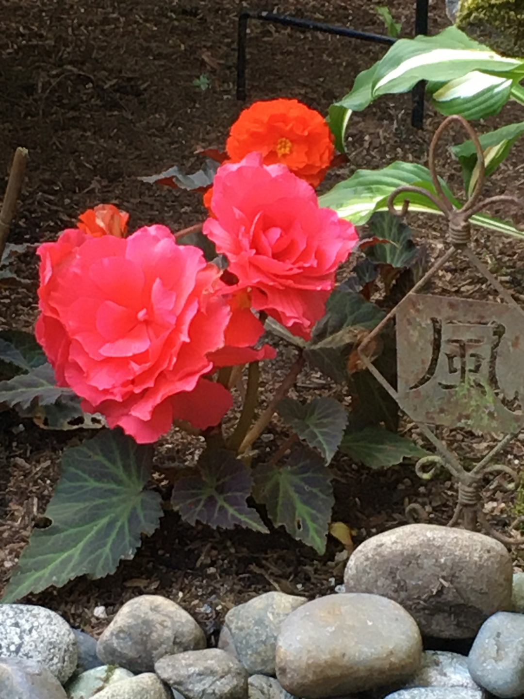 flowers of the tuberous begonia