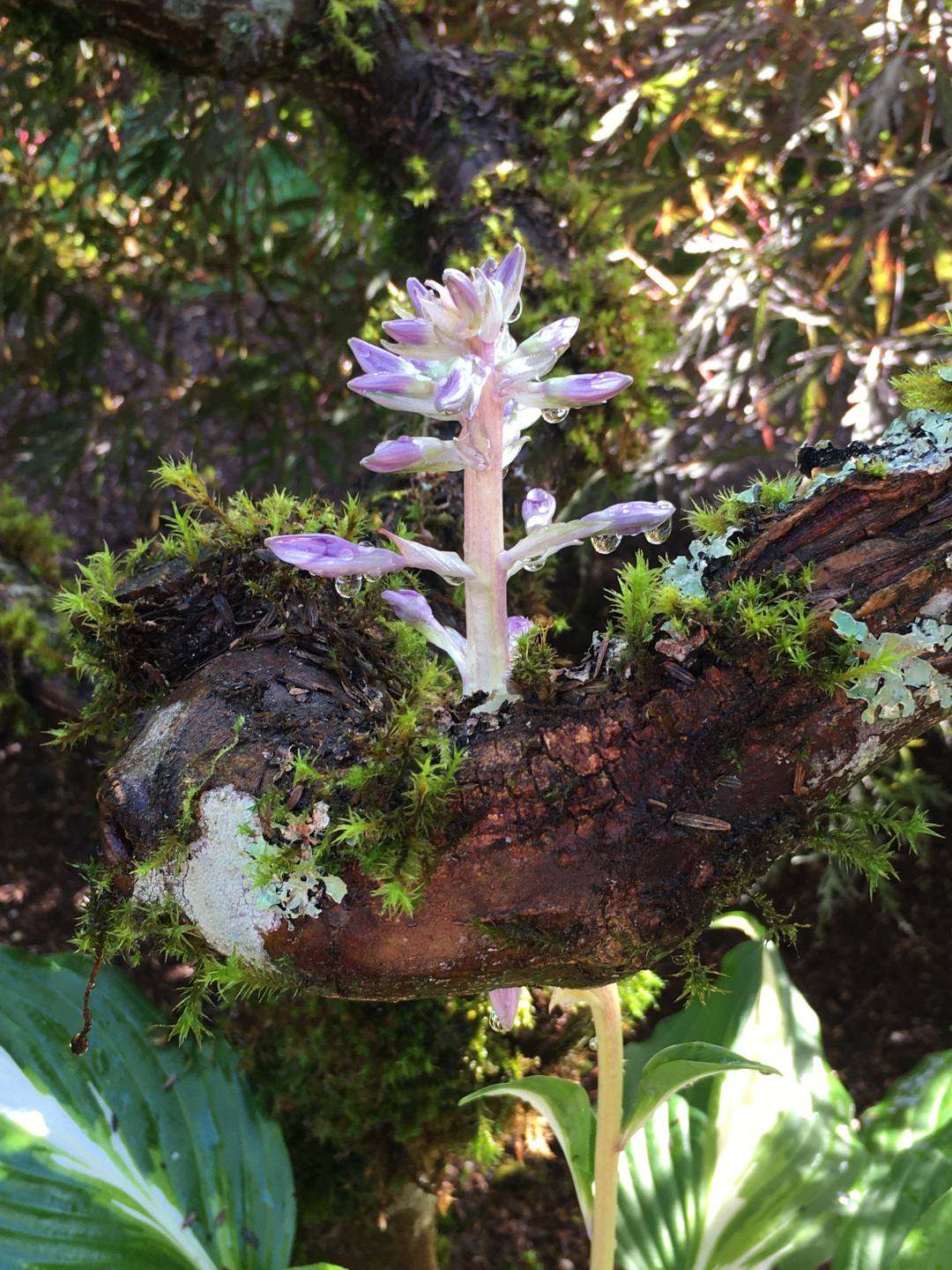 Flower stem of a hosta