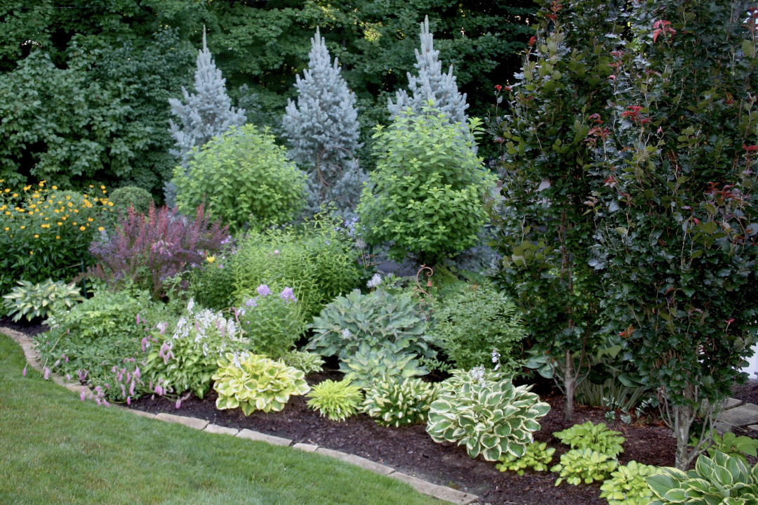 variegated hostas