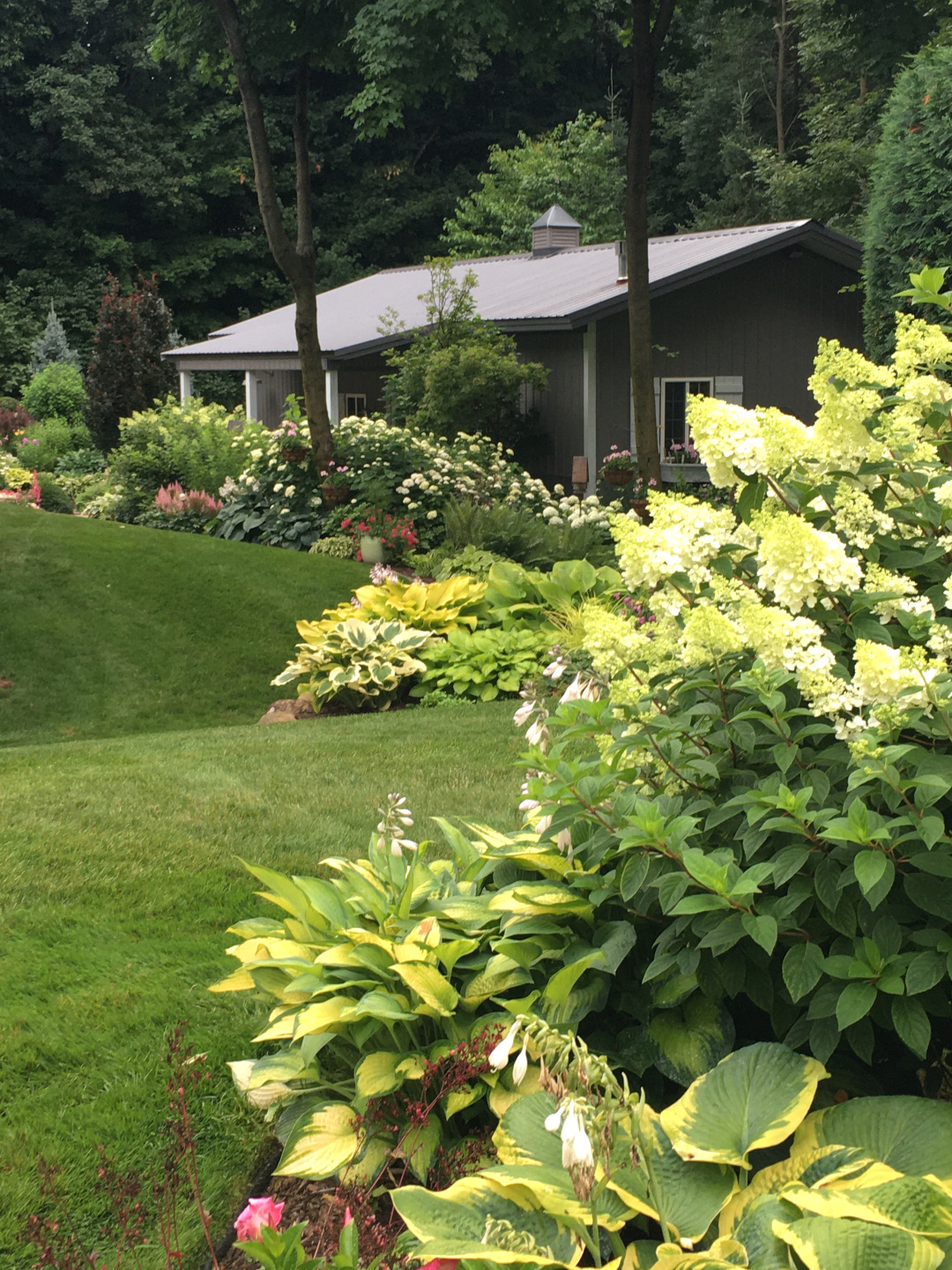 yellow variegated hostas