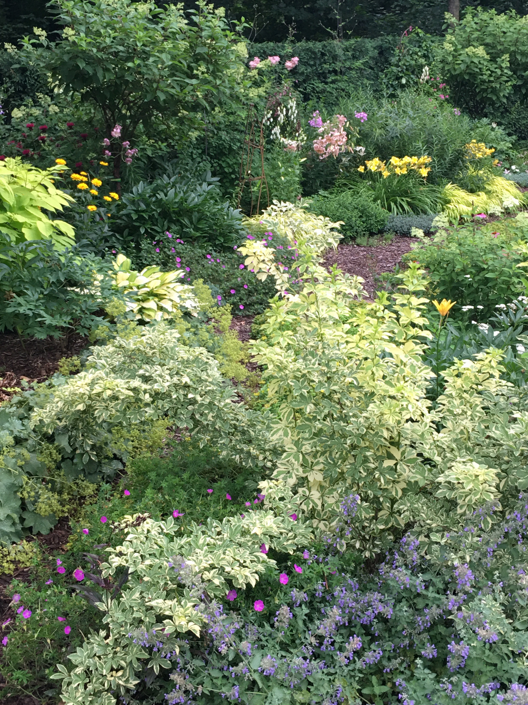 Variegated five-leaf aralia