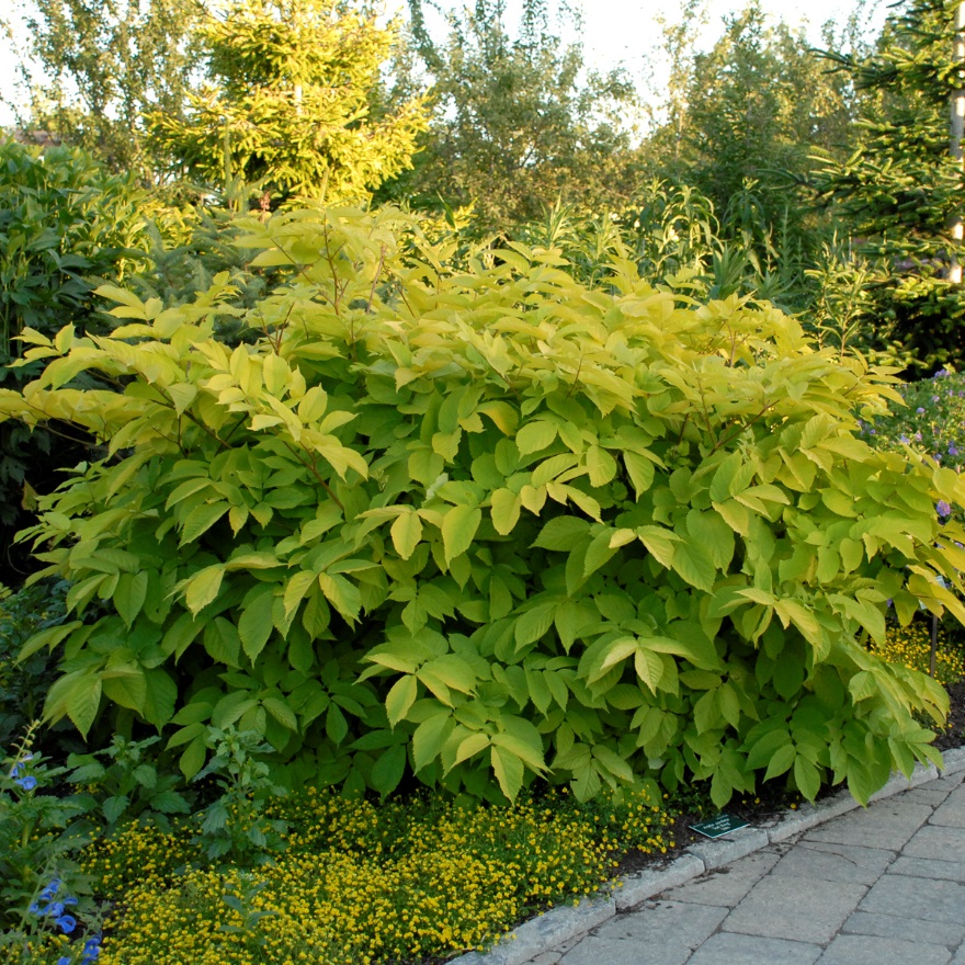 Aralia ‘Sun King’