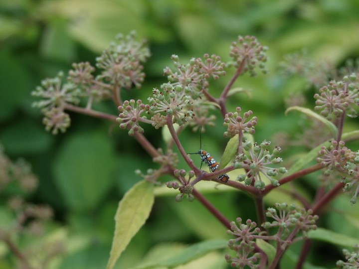 Aralia ‘Sun King’ flowers