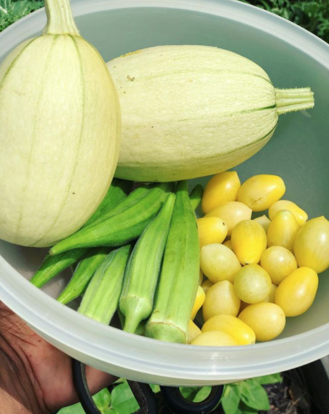 white zucchini