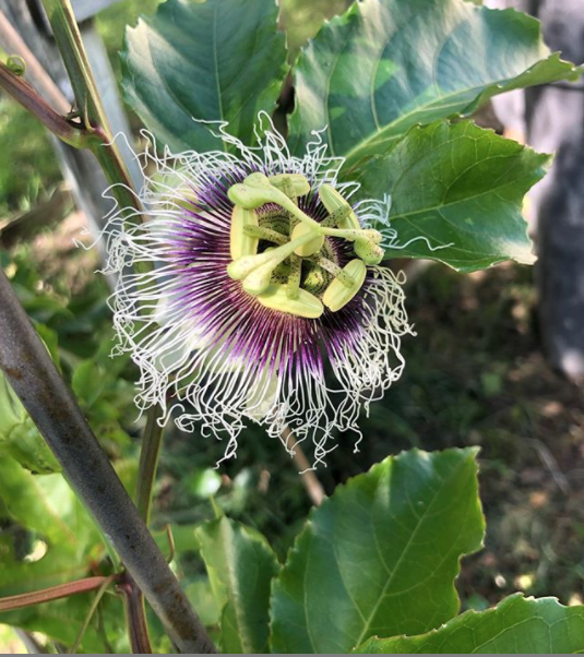 passion flower