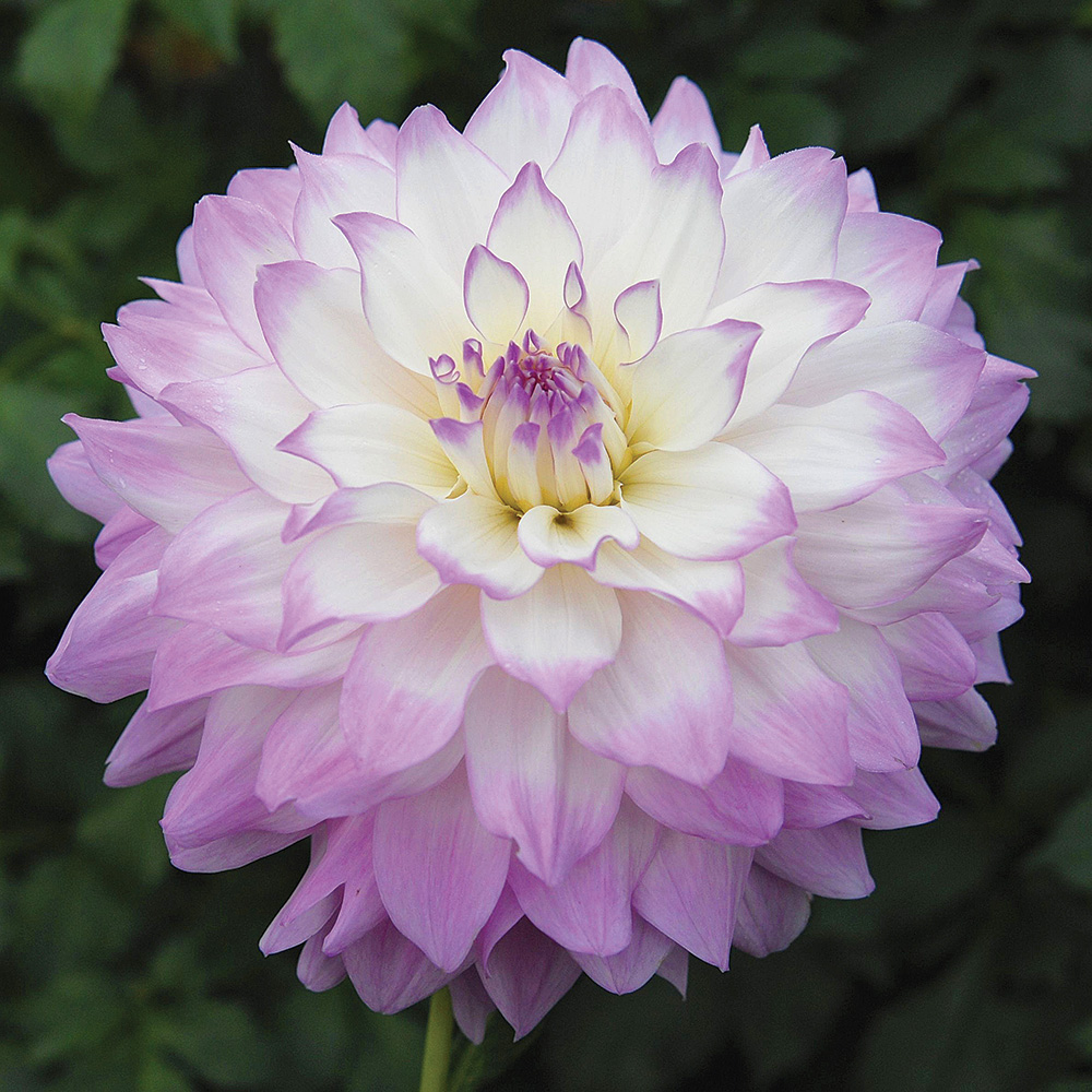 purple and white dahlia varieties