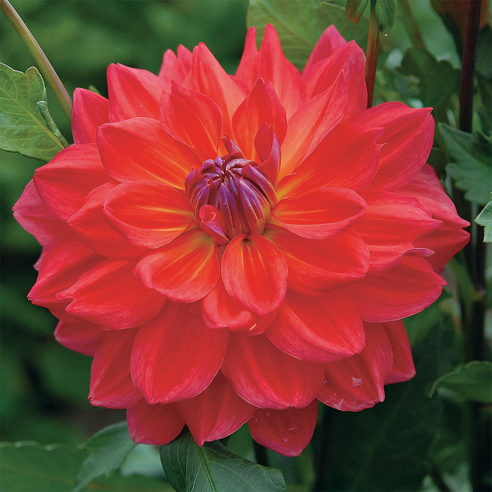 ‘Cooper Blaine’ dahlia